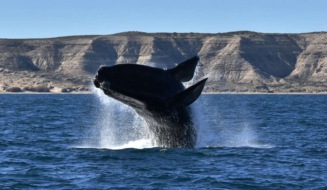 Lyftvnews en español - Greenpeace Chile : "Se logró un acuerdo histórico en la ONU por la protección de los océanos" ___GPA%20Dia%20de%20la%20Ballena%20Franca%20Austral-1.jpg?width=1120&upscale=true&name=___GPA%20Dia%20de%20la%20Ballena%20Franca%20Austral-1